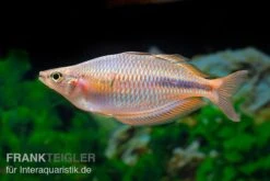 Kiura-Regenbogenfisch, Melanotaenia Cf. Goldiei "Kiura", 5 Tiere 5 Kiura-Regenbogenfisch, Melanotaenia Cf. Goldiei "Kiura", 5 Tiere -Container Haustiere Geschäft Kiura Regenbogenfisch Melanotaenia cf goldiei Kiura 2 Paare 3