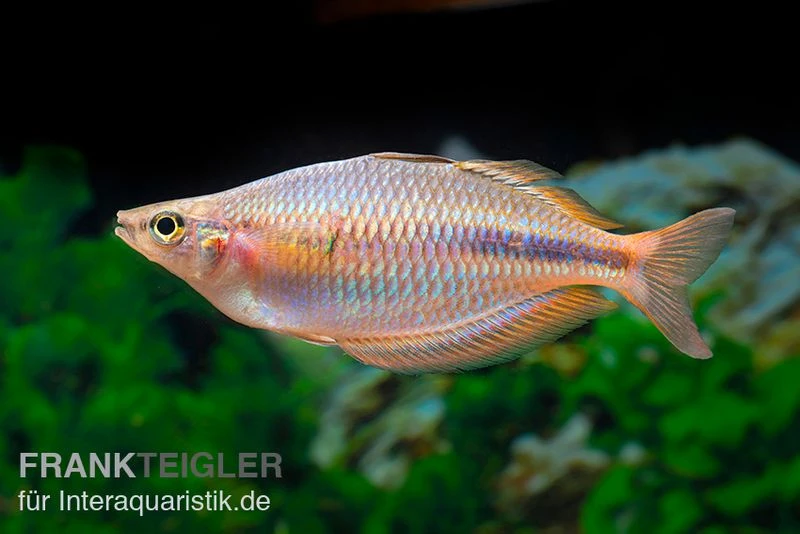 Kiura-Regenbogenfisch, Melanotaenia cf. goldiei "Kiura", 5 Tiere Kiura-Regenbogenfisch, Melanotaenia Cf. Goldiei "Kiura", 5 Tiere -Container Haustiere Geschäft Kiura Regenbogenfisch Melanotaenia cf goldiei Kiura 2 Paare 3