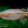 Kiura-Regenbogenfisch, Melanotaenia Cf. Goldiei "Kiura", 5 Tiere -Container Haustiere Geschäft Kiura Regenbogenfisch Melanotaenia cf goldiei Kiura 2 Paare 4