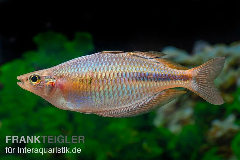 Kiura-Regenbogenfisch, Melanotaenia cf. goldiei "Kiura", 5 Tiere Kiura-Regenbogenfisch, Melanotaenia Cf. Goldiei "Kiura", 5 Tiere -Container Haustiere Geschäft Kiura Regenbogenfisch Melanotaenia cf goldiei Kiura 2 Paare 4