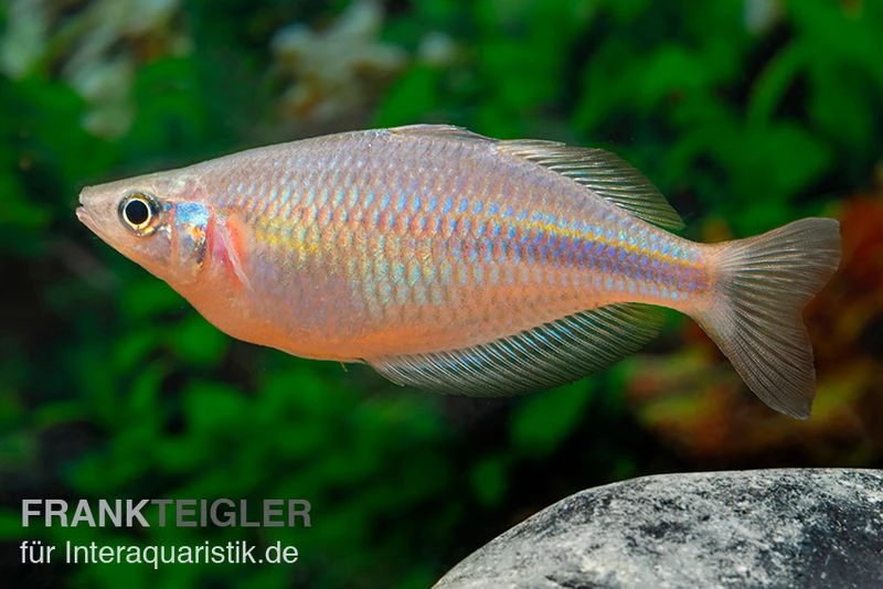 Kiura-Regenbogenfisch, Melanotaenia cf. goldiei "Kiura", 5 Tiere Kiura-Regenbogenfisch, Melanotaenia Cf. Goldiei "Kiura", 5 Tiere -Container Haustiere Geschäft Kiura Regenbogenfisch Melanotaenia cf goldiei Kiura 2 Paare 5