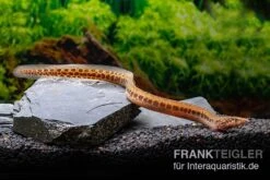 Kongo-Stachelaal, Mastacembelus Cf. Greshoffi (Kongo) -Container Haustiere Geschäft Kongo Stachelaal Mastacembelus cf greshoffi Kongo 1