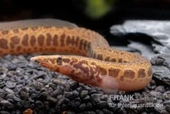 Kongo-Stachelaal, Mastacembelus Cf. Greshoffi (Kongo) -Container Haustiere Geschäft Kongo Stachelaal Mastacembelus cf greshoffi Kongo 2