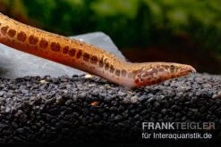 Kongo-Stachelaal, Mastacembelus Cf. Greshoffi (Kongo) -Container Haustiere Geschäft Kongo Stachelaal Mastacembelus cf greshoffi Kongo 5