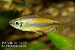 Goldener Kongosalmler, Phenacogrammus Aurantiacus -Container Haustiere Geschäft Kongosalmler Phenacogrammus aurantiacus 2