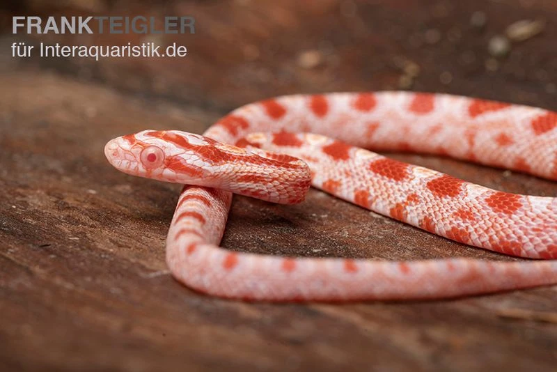 Kornnatter, Pantherophis guttatus AMEL Kornnatter, Pantherophis Guttatus AMEL -Container Haustiere Geschäft Kornnatter Pantherophis guttatus Amel 6
