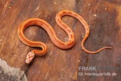 Kornnatter, Pantherophis Guttatus AMEL STRIPED -Container Haustiere Geschäft Kornnatter Pantherophis guttatus Amel Striped 6