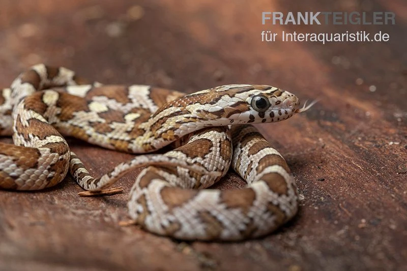 Kornnatter, Pantherophis guttatus CARAMEL Kornnatter, Pantherophis Guttatus CARAMEL -Container Haustiere Geschäft Kornnatter Pantherophis guttatus Caramel 7