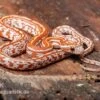 Kornnatter, Pantherophis Guttatus HYPO TESSERA -Container Haustiere Geschäft Kornnatter Pantherophis guttatus Hypo Tessera 5