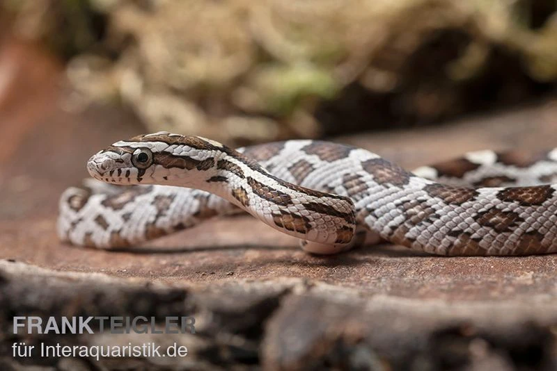 Kornnatter, Pantherophis guttatus NORMAL Kornnatter, Pantherophis Guttatus NORMAL -Container Haustiere Geschäft Kornnatter Pantherophis guttatus Normal 10