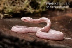 Kornnatter, Pantherophis Guttatus SNOW MOTLEY -Container Haustiere Geschäft Kornnatter Pantherophis guttatus Snow Moteley 7