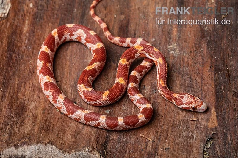 Kornnatter, Pantherophis guttatus ULTRAMEL Kornnatter, Pantherophis Guttatus ULTRAMEL -Container Haustiere Geschäft Kornnatter Pantherophis guttatus Ultramel 7