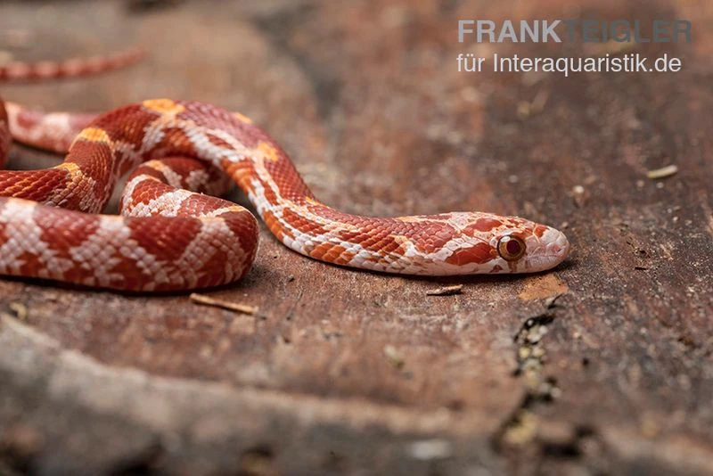 Kornnatter, Pantherophis guttatus ULTRAMEL Kornnatter, Pantherophis Guttatus ULTRAMEL -Container Haustiere Geschäft Kornnatter Pantherophis guttatus Ultramel 9