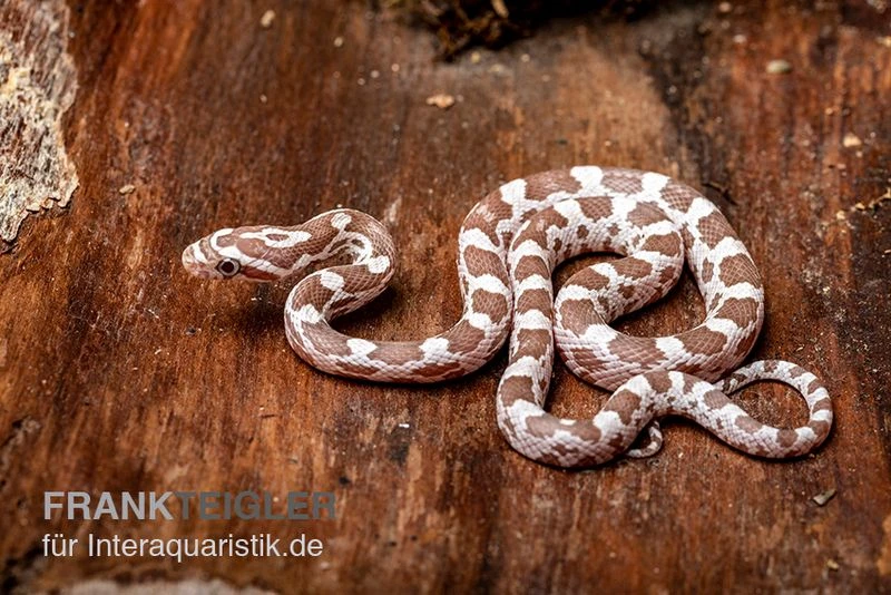 Kornnatter, Pantherophis guttatus, ULTRAMEL ANERY Kornnatter, Pantherophis Guttatus, ULTRAMEL ANERY -Container Haustiere Geschäft Kornnatter Pantherophis guttatus Ultramel Anery 17