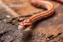 Kornnatter, Pantherophis Guttatus ULTRAMEL TESSERA 3 Kornnatter, Pantherophis Guttatus ULTRAMEL TESSERA -Container Haustiere Geschäft Kornnatter Pantherophis guttatus Ultramel Tessera 6