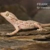 Krokodilgecko, Cyrtopodion Scabrum -Container Haustiere Geschäft Krokodilgecko Cyrtopodion scabrum 1