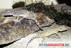 Krokodilgecko, Cyrtopodion Scabrum -Container Haustiere Geschäft Krokodilgecko Cyrtopodion scabrum 3