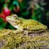 Kuba-Laubfrosch, Osteopilus Septentrionalis -Container Haustiere Geschäft Kuba Laubfrosch Osteopilus septentrionalis 1
