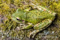 Kuba-Laubfrosch, Osteopilus Septentrionalis -Container Haustiere Geschäft Kuba Laubfrosch Osteopilus septentrionalis 2