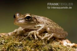 Kuba-Laubfrosch, Osteopilus Septentrionalis -Container Haustiere Geschäft Kuba Laubfrosch Osteopilus septentrionalis 3