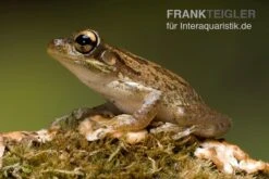 Kuba-Laubfrosch, Osteopilus Septentrionalis -Container Haustiere Geschäft Kuba Laubfrosch Osteopilus septentrionalis 4