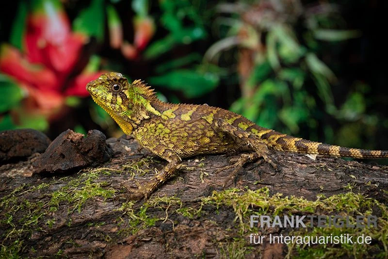 Kuhls-Winkelkopfagame, Gonocephalus kuhlii Kuhls-Winkelkopfagame, Gonocephalus Kuhlii -Container Haustiere Geschäft Kuhls Winkelkopfagame Gonocephalus kuhlii
