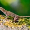 Kupferanolis, Anolis Cupreus -Container Haustiere Geschäft Kupferanolis Anolis cupreus 1