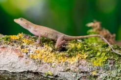 Kupferanolis, Anolis Cupreus -Container Haustiere Geschäft Kupferanolis Anolis cupreus 2
