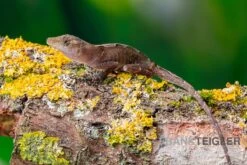 Kupferanolis, Anolis Cupreus -Container Haustiere Geschäft Kupferanolis Anolis cupreus 3