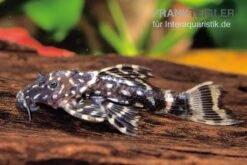 Variegatus-Kaktuswels, L65, Pseudacanthicus Sp. Variegatus, 10-15 Cm