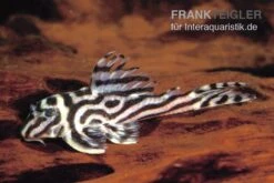 Zebra-Harnischwels, Hypancistrus Spec. L173b "NEW ZEBRA", 4-5 Cm -Container Haustiere Geschäft L 173 Hypancistrus sp NEW ZEBRA