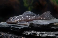 Orinoco-Engelsharnischwels, L201, Hypancistrus Sp. -Container Haustiere Geschäft L 201 Hypancistrus spec 2