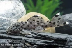 Wels L 264 Weißspitzen-Rüsselzahnwels, Leporacanthicus Joselimai