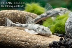 LDA 25 Pitbull Pleco, Parotocinclus Jumbo -Container Haustiere Geschäft LDA 25 Pitbull Pleco Parotocinclus jumbo 3