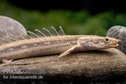 Lapradei-Flösselhecht, Polypterus Lapradei, 20-30 Cm -Container Haustiere Geschäft Lapradei Floesselhecht Polypterus lapradei 4