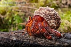 Lava-Landeinsiedlerkrebs, Coenobita Sp. Lava (Größe XL) -Container Haustiere Geschäft Lava Landeinsiedlerkrebs Coenobita sp Lava 3
