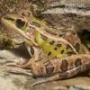 Leopardfrosch, Rana Pipiens 2 Leopardfrosch, Rana Pipiens -Container Haustiere Geschäft Leopardfrosch Rana pipiens 2