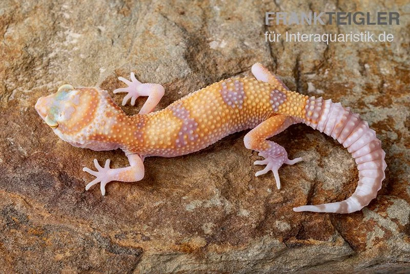 Leopardgecko, Eublepharis macularius, APTOR Leopardgecko, Eublepharis Macularius, APTOR -Container Haustiere Geschäft Leopardgecko Eublepharis macularius Aptor
