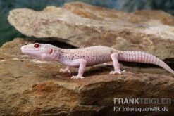 Leopardgecko, Eublepharis Macularius, BELL ALBINO ENIGMA -Container Haustiere Geschäft Leopardgecko Eublepharis macularius Bell Albino Enigma 12