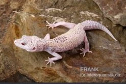 Leopardgecko, Eublepharis Macularius, BELL ALBINO ENIGMA