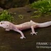 Leopardgecko, Eublepharis Macularius, BELL ALBINO MACK SNOW 1 Leopardgecko, Eublepharis Macularius, BELL ALBINO MACK SNOW -Container Haustiere Geschäft Leopardgecko Eublepharis macularius Bell Albino Mack Snow 10