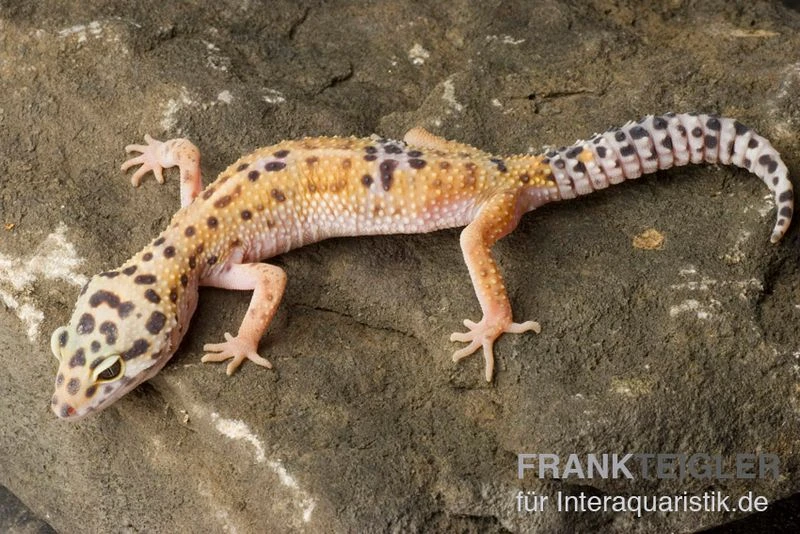 Leopardgecko, Eublepharis macularius, ENIGMA Leopardgecko, Eublepharis Macularius, ENIGMA -Container Haustiere Geschäft Leopardgecko Eublepharis macularius Enigma 1