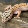 Leopardgecko, Eublepharis Macularius, ENIGMA 2 Leopardgecko, Eublepharis Macularius, ENIGMA -Container Haustiere Geschäft Leopardgecko Eublepharis macularius Enigma 2