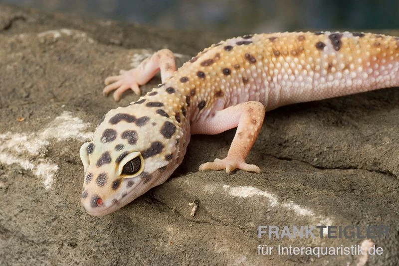 Leopardgecko, Eublepharis macularius, ENIGMA Leopardgecko, Eublepharis Macularius, ENIGMA -Container Haustiere Geschäft Leopardgecko Eublepharis macularius Enigma 2