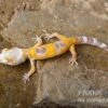 Leopardgecko, Eublepharis Macularius, LEMON FROST -Container Haustiere Geschäft Leopardgecko Eublepharis macularius Lemon Frost
