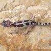 Leopardgecko, Eublepharis Macularius, MACK SNOW 1 Leopardgecko, Eublepharis Macularius, MACK SNOW -Container Haustiere Geschäft Leopardgecko Eublepharis macularius Mack Snow 5