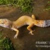 Leopardgecko, Eublepharis Macularius, NORMAL -Container Haustiere Geschäft Leopardgecko Eublepharis macularius Normal 1
