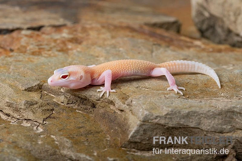 Leopardgecko, Eublepharis macularius, RAPTOR Leopardgecko, Eublepharis Macularius, RAPTOR -Container Haustiere Geschäft Leopardgecko Eublepharis macularius Raptor 4