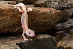 Leopardgecko, Eublepharis Macularius, STRIPE TREMPER ALBINO ECLIPSE 7 Leopardgecko, Eublepharis Macularius, STRIPE TREMPER ALBINO ECLIPSE -Container Haustiere Geschäft Leopardgecko Eublepharis macularius Stripe Tremper Albino Eclipse 11