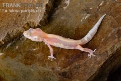 Leopardgecko, Eublepharis Macularius, STRIPE TREMPER ALBINO ECLIPSE 3 Leopardgecko, Eublepharis Macularius, STRIPE TREMPER ALBINO ECLIPSE -Container Haustiere Geschäft Leopardgecko Eublepharis macularius Stripe Tremper Albino Eclipse 12